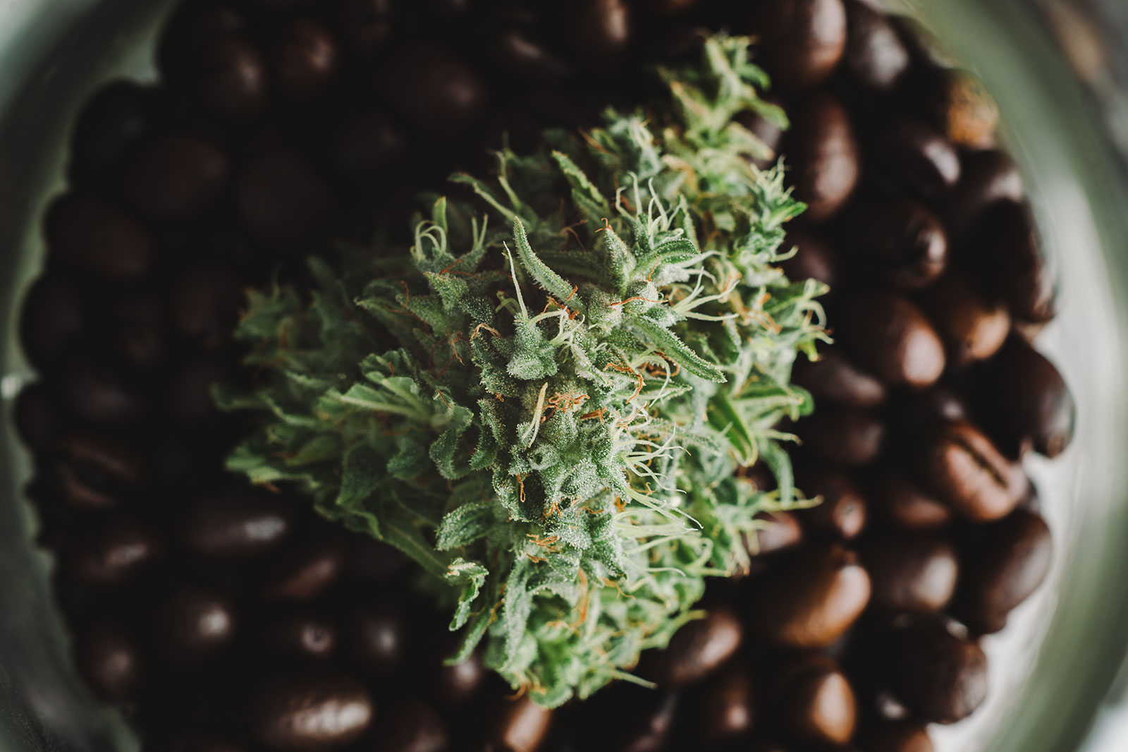 Calming___Energizing_Terpenes_3_11_21