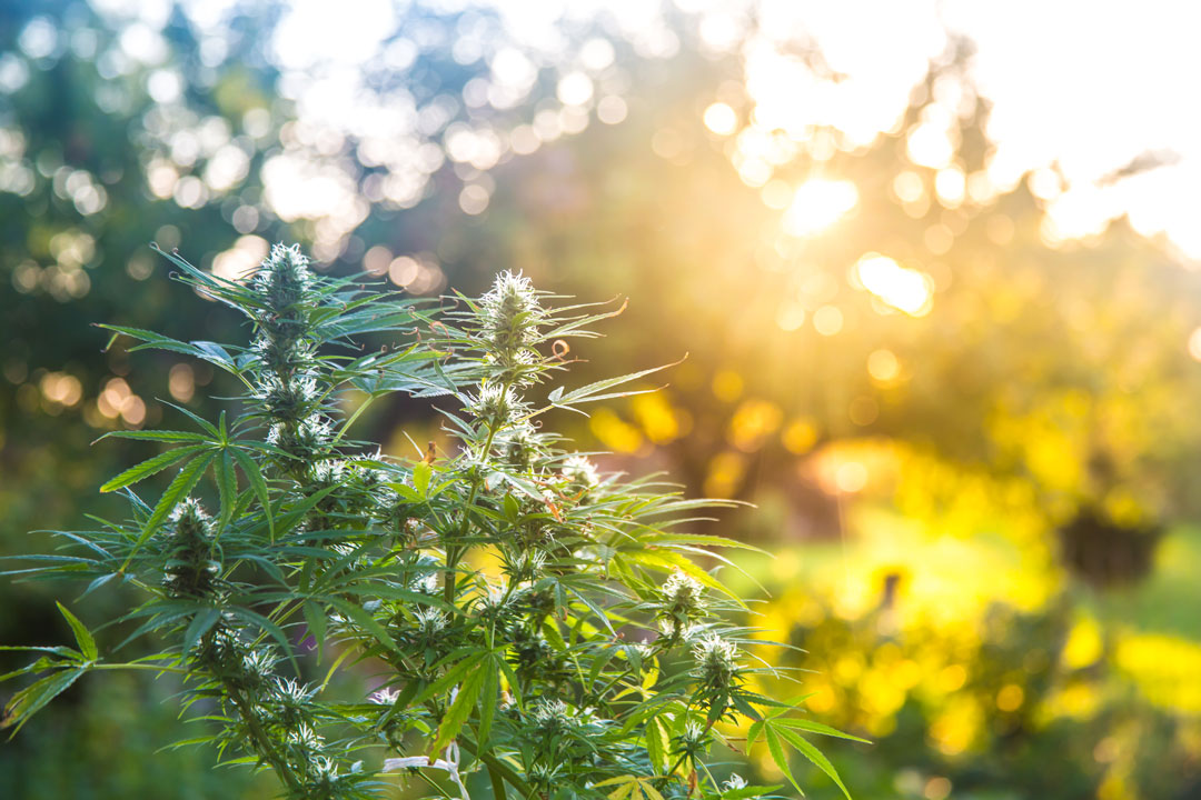 Hemp+Heart_Harvest_2021-1080