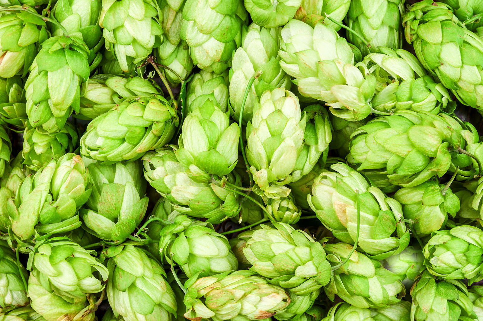 5 Plants Related to Cannabis!