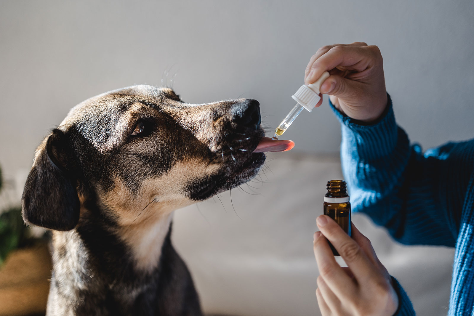 CBD For Dogs: 5 Frequently Asked Questions