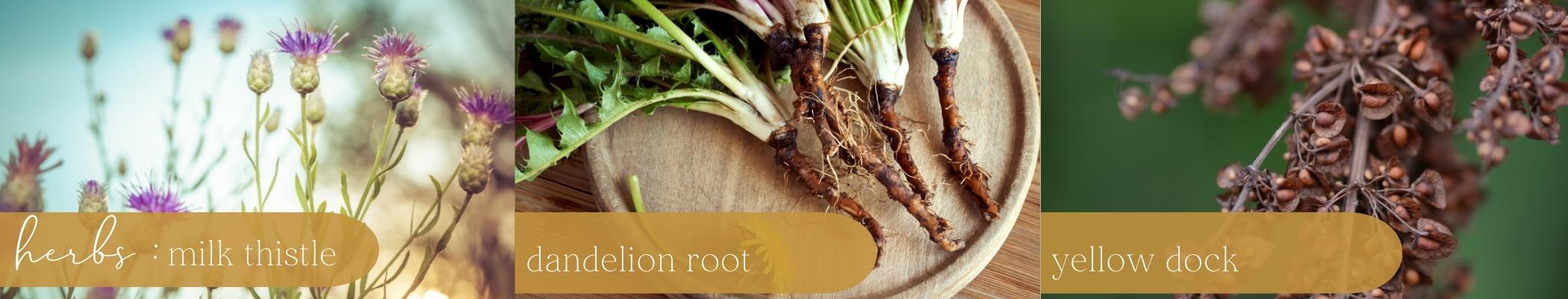 Acessible_Plants_H1. Liver cleansers