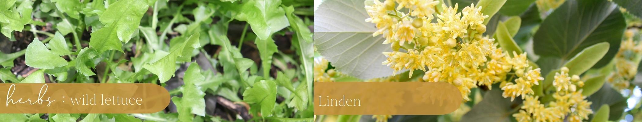 Acessible_Plants_H2. Relaxers