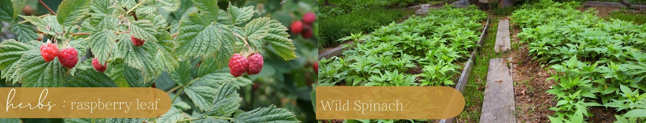 Acessible_Plants_H2. Vitamin boosters