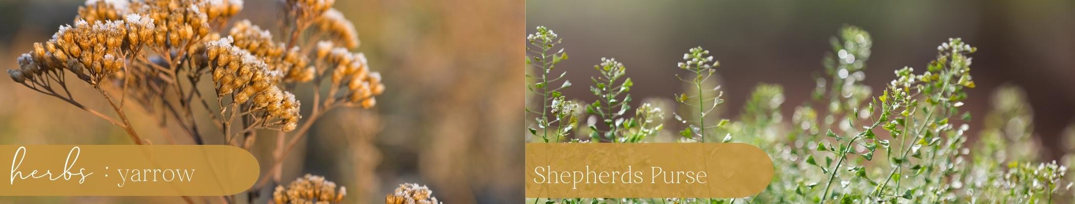 Acessible_Plants_H2. Wound healers