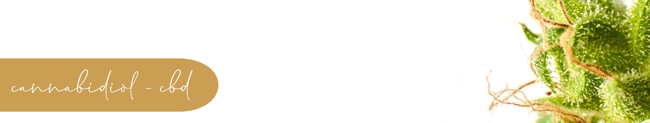 Plant_Remedies_Cannabidiol (CBD)