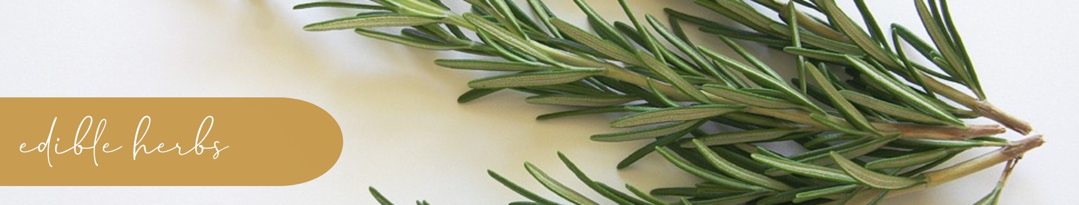 Plant_Remedies_H1. Edible Herbs