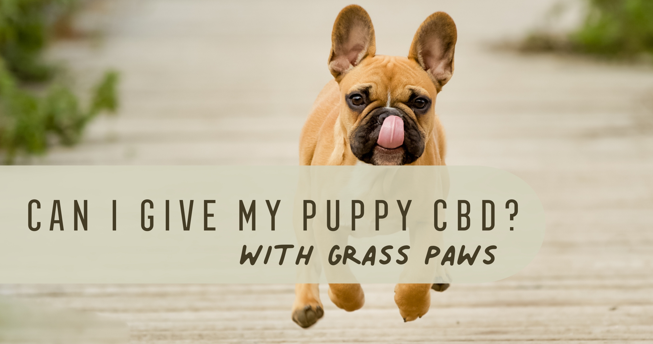 CBD for Puppies – What You Need to Know