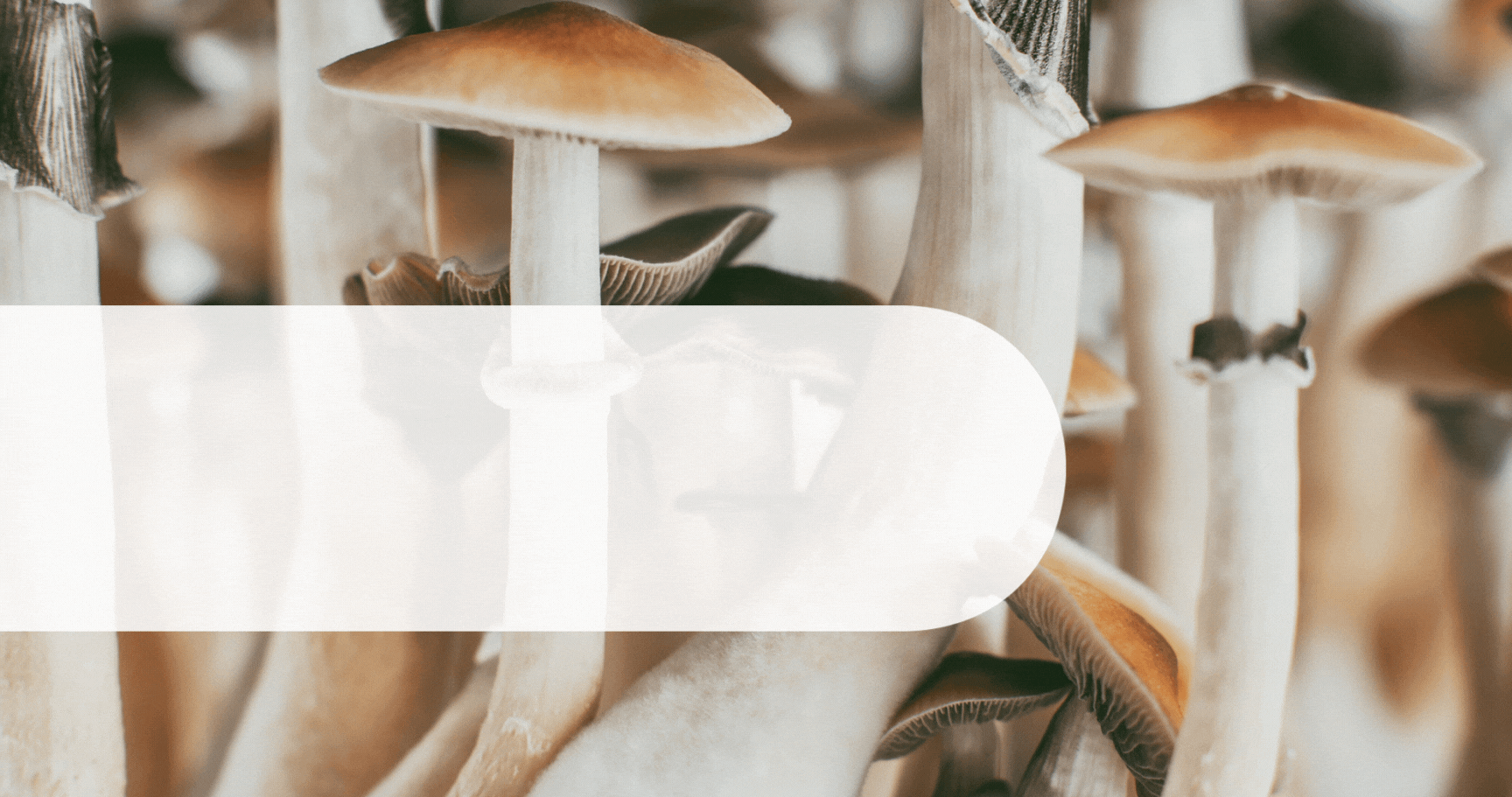 Is it Safe to Mix CBD and Psychedelics?